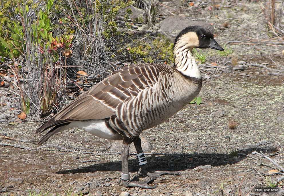 Hawaiian Goose Image